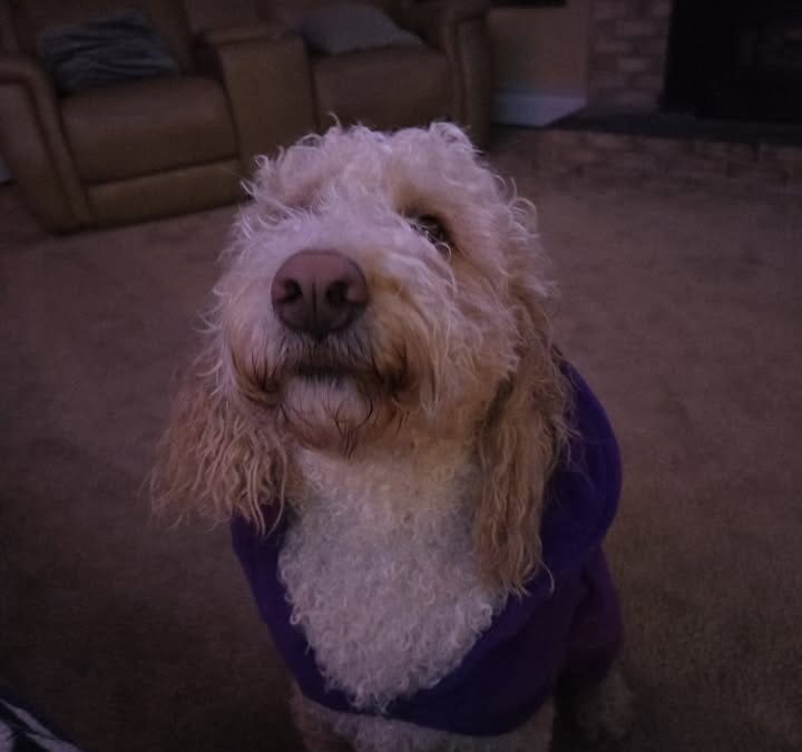 Well…was hoping to fet Dexi bathed, brushed, and back to work this week