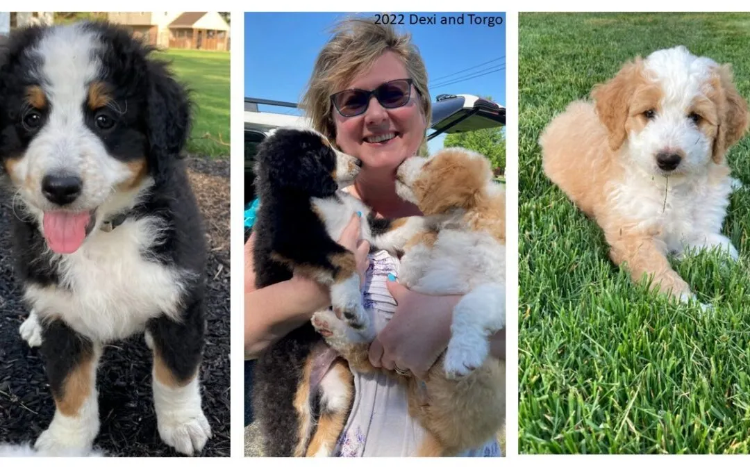 Dexi, our GBS therapy dog, and her brother Torgo are now 4 yrs old!!